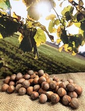 Haselnüsse in der Schale, Deutschland, Sortierung 18-20 mm, Rohkostqualität