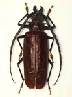 DEROBRACHUS SP MALE A1 HUGE!!! 47MM+ CERAMBYCIDAE PRIONINAE WEST ECUADOR RARE!!