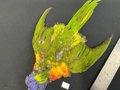 Rainbow Lorikeet Parrot from Ronn Lucas Collection bird skin 1