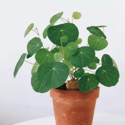 Rare Stephania Erecta Succulent - Budding Bulb 2 inches - Exotic Houseplant