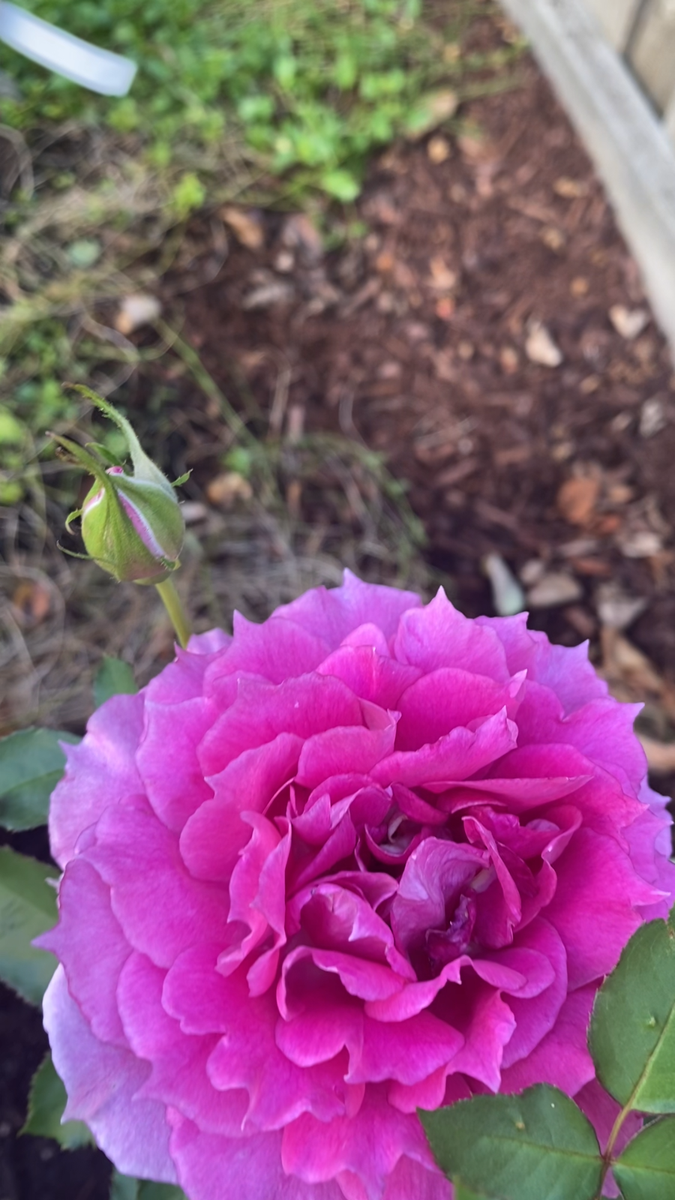 ローズ Sheherazad 天方夜谭 Rare Japanese Floribunda Rose Live Rose Plant
