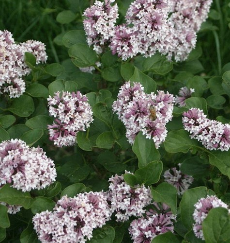 Syringa Kim Babys Lilac Glossys Shrub Garden Live Plant x4" Diagonal Top Of Pot - Picture 2 of 3