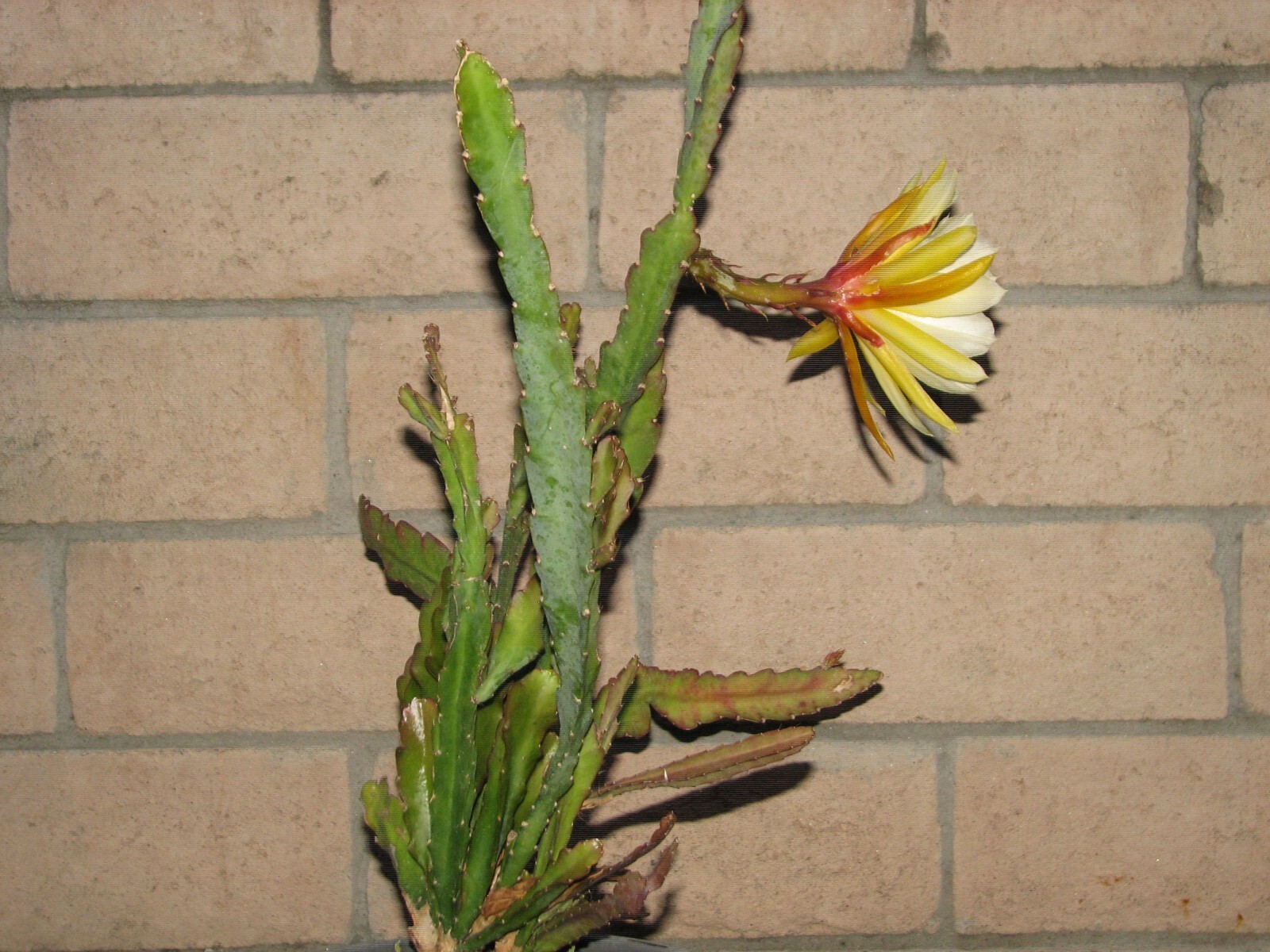 Picture 5 of 6