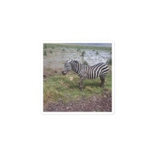 „Zebra Bubble-Free Sticker – Safari Tanzania Kids Fun“