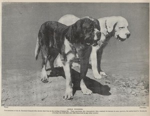 Saint Bernard "Noble" - 1934 Vintage Dog Art "Photo" Print - CUSTOM MATTED