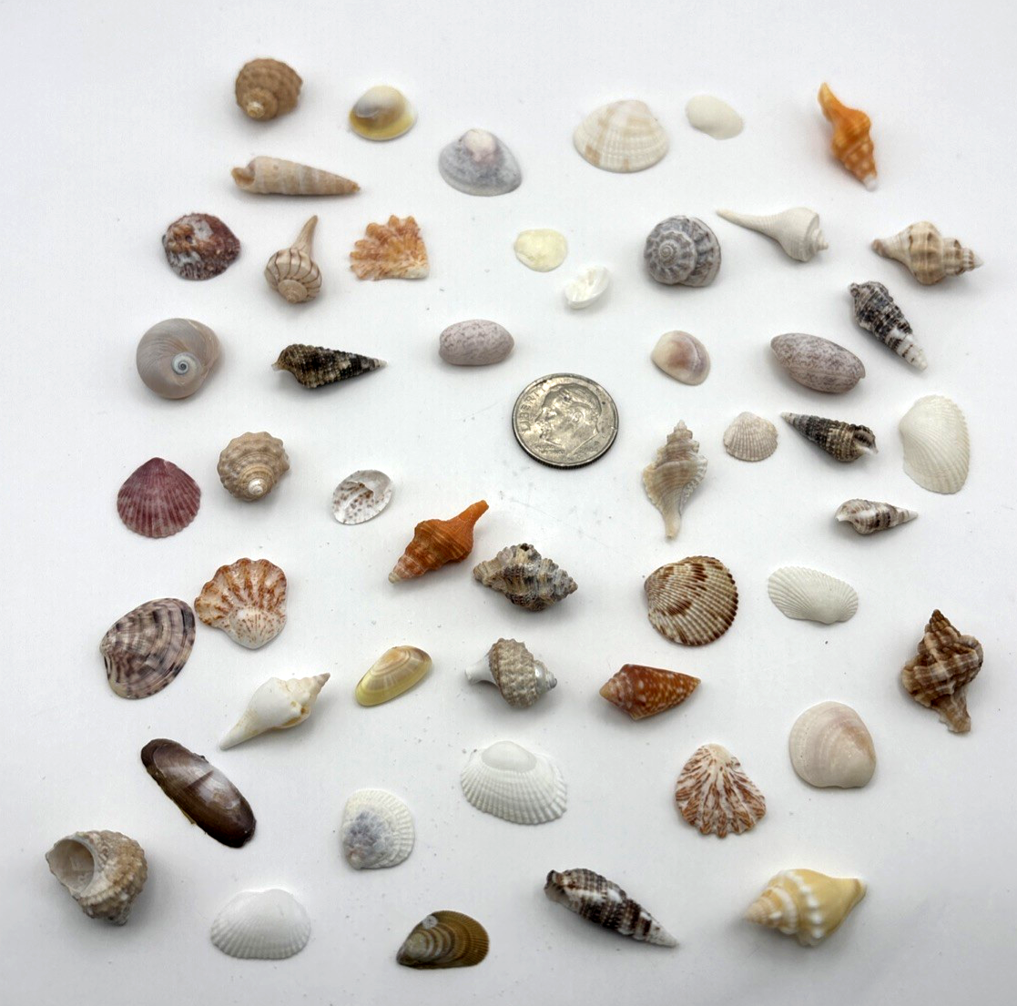 Lot of 50 Micro / Mini Sea Shells From Southwest Florida D31 | eBay