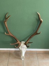 Hirschgeweih ungr.12 Ender