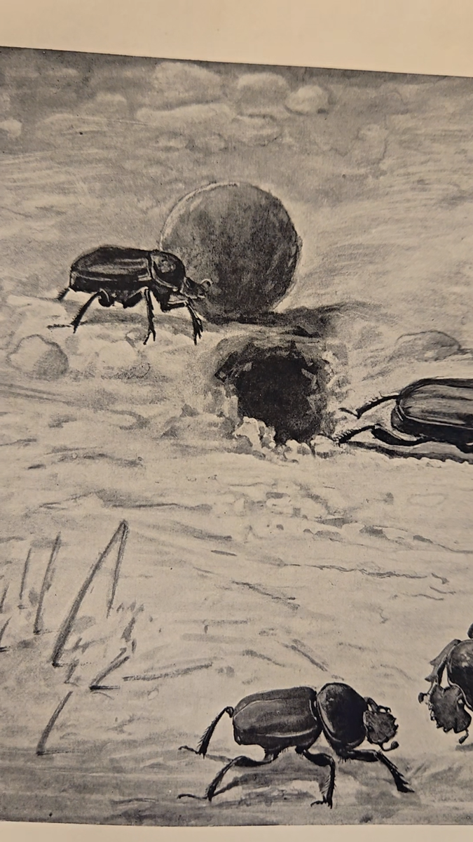 DUNG BEETLES - Insects Bugs Working Pill Lithograph 1900 Antique Print W  Video