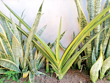 Very rare Sansevieria ehrenbergii variegata variegated plant cutting 1 1 free