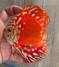 Pack Of 2 - 3.5  - 4  Red Panda Discus Aquarium Live Fish - Express Shipping