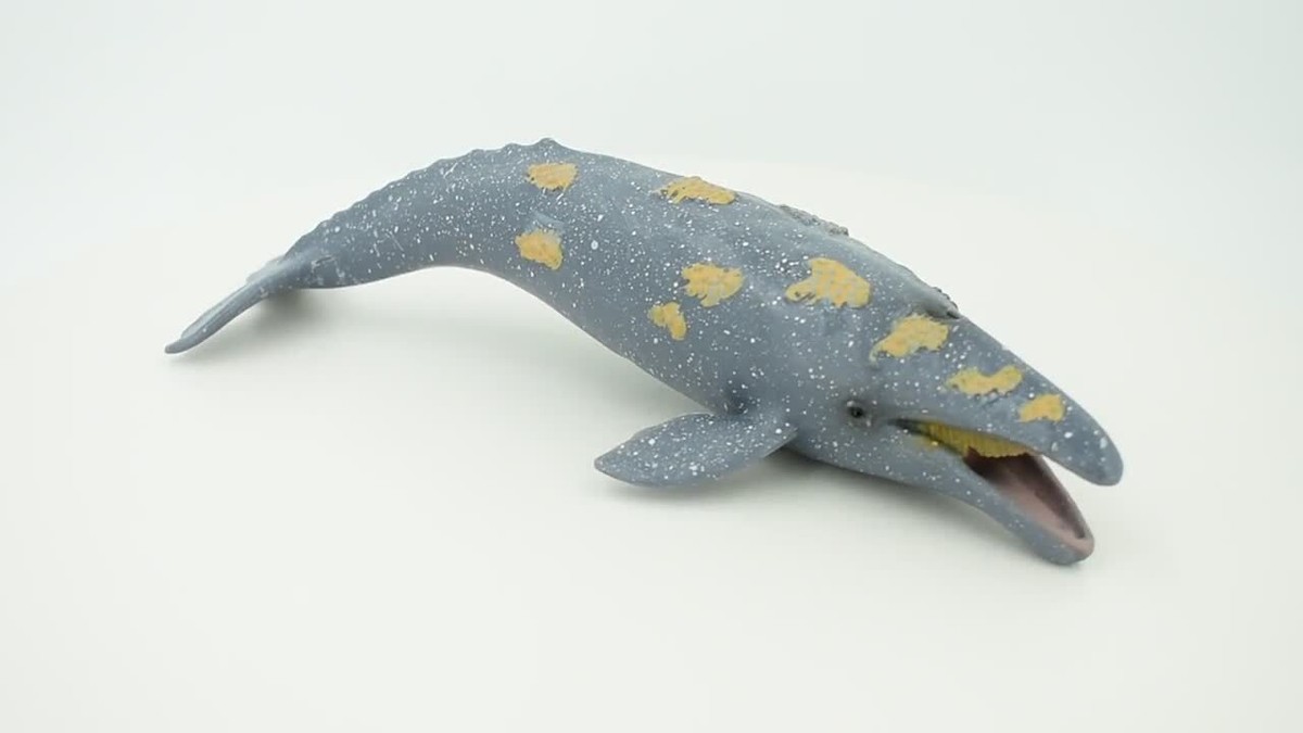 Grey Whale, Realistic Toy Ocean Figure, Model, Replica, 9