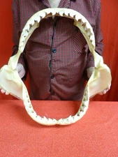 sj470-64) 19-3/4" Tiger SHARK jaw sharks jaws t**th Galeocerdo taxidermy science
