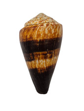 Conchiglia Shell CONUS MILES Filippine 96,6 mm # DARK BEAUTY