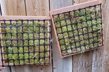 2 natural redwood 12inch staghorn fern or succulent wall planter FREE SHIPPING