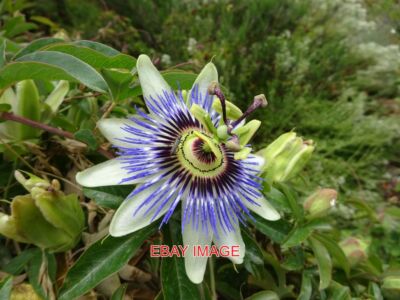 FOTO EINE BLAUE PASSIONSBLUME PASSIFLORA CAERULEA ERHÄLT WILLKOMMENE AUFMERKSAMKEITEN