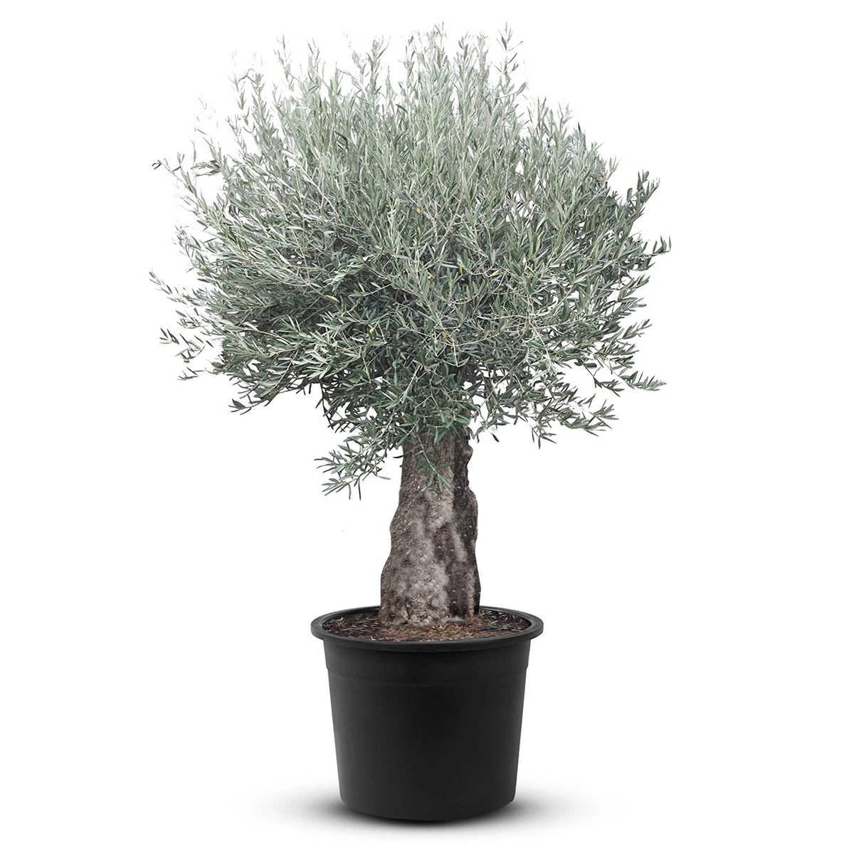 thuja globuli d6 dosierung Pflüger Thuja D6 Globuli Thuja occidentalis D6 Streukügelchen 10 g main image 1