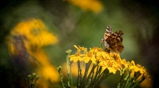 Digital Image Picture Photo Wallpaper: Butterfly and Flowers
