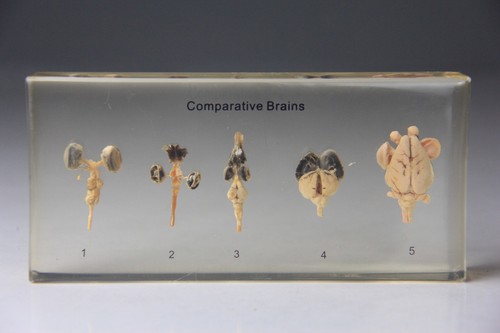 Comparative Brains in Lucite, Resin - Read!