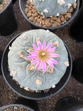 pianta succulenta super grande casa giardino bellissimo vaso 12,5 cm v5