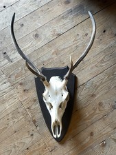 Rehbock / Hirschgeweih Gehörn Geweih Reh Hirsch Rehgeweih Jagd Dekoration 