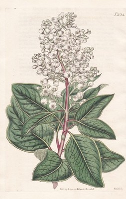 Arbutus Andrachne Strawberry tree Levant Krim engraving Kupferstich Curtis 2024