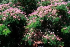 Silk Tree {Albizia julibrissin} Exotic Ornamental | | 30 Pre-Stratified seeds