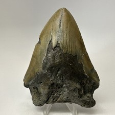 Megalodon Shark Tooth 4.72 Inch - Beautiful - Natural Fossil - Carolina 19363
