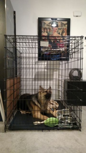 huge dog crate
