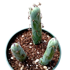 Senecio articulatus Candle Plant Succulent Plant