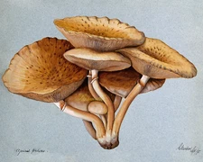 Tan Spotted Mushrooms Botanical Illustration Fine Art Giclee 8x10 Print