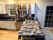 Maine Coyote pelts with prime fur
