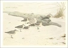 1967 Vintage Print Western Sandpiper Bird Beach Shorebirds Driftwood Art Plate