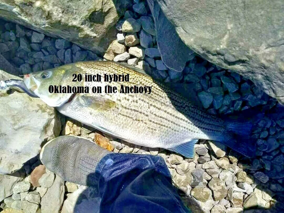  (12 X) 2 «ИЛИ (10 X) 5»/4» реалистичный плавать приманка гольяна рыболовные приманки плюс бесплатный подарок - Изображение 3 из 4