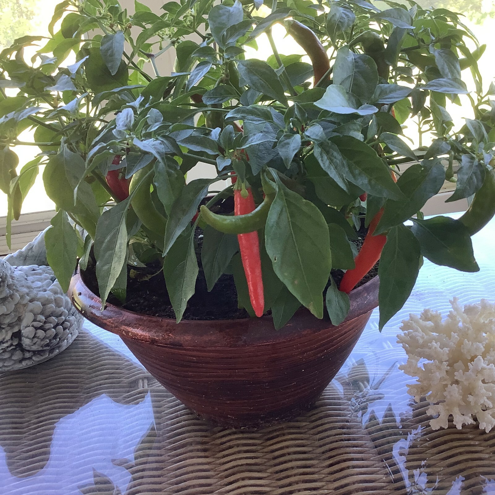 Picture 4 of 11