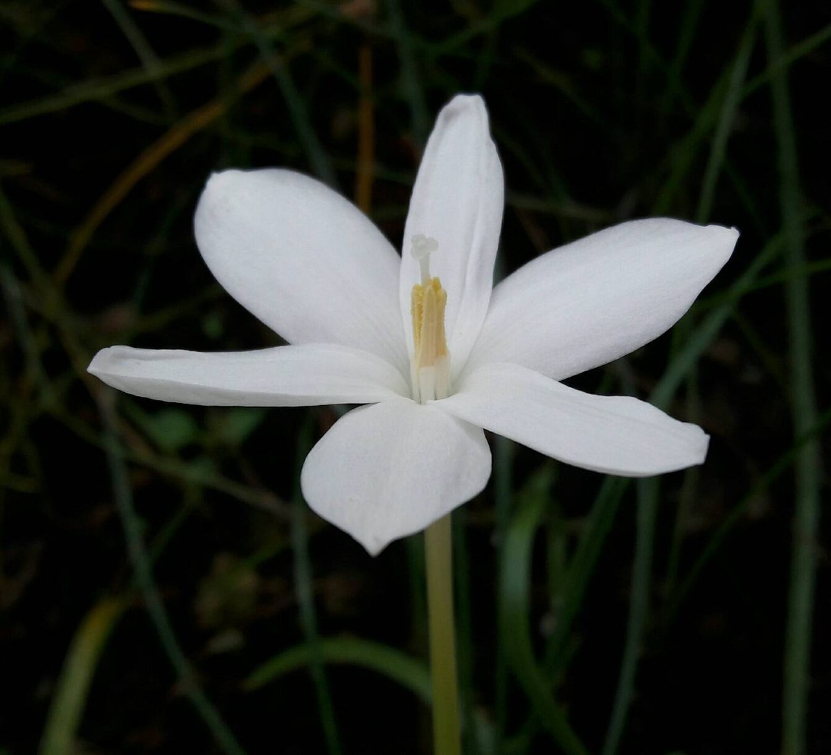 3 Fragrant Rain Lily Bulbs💭Zephyranthes 'Traubii