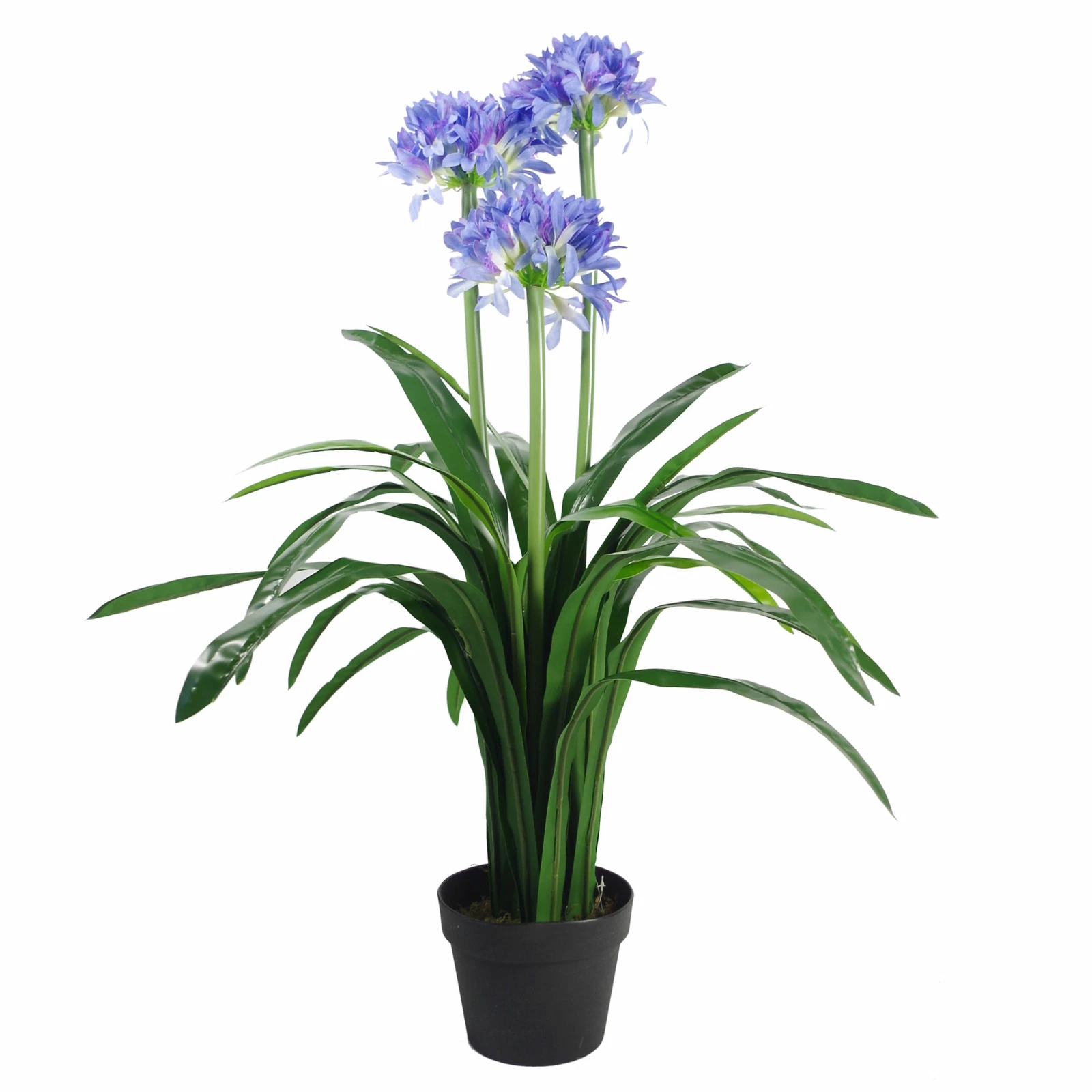 90cm Agapanthus - 7284