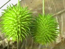 Mini Ornamental Spiky Cucumber Vine! COMB. S/H! SEE OUR STORE!