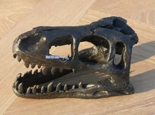 VELOCIRAPTOR DINO TYRANNOSAURUS REX SKELETT DINOSAURIER FIGUR KOPF SCHÄDEL S NEU