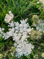 Daucus carota Wild Carrot 6 Plug Plants Wildflower