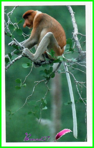 STICKERS JUNGLE MANIA Les Animaux Sauvage Oiseau Reptile mammifère papillon 2011 - Imagen 152 de 187