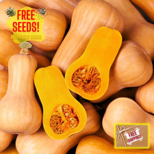 Fresh Waltham Butternut Squash Seeds  Heirloom Non-GMO  Vegetable Seeds