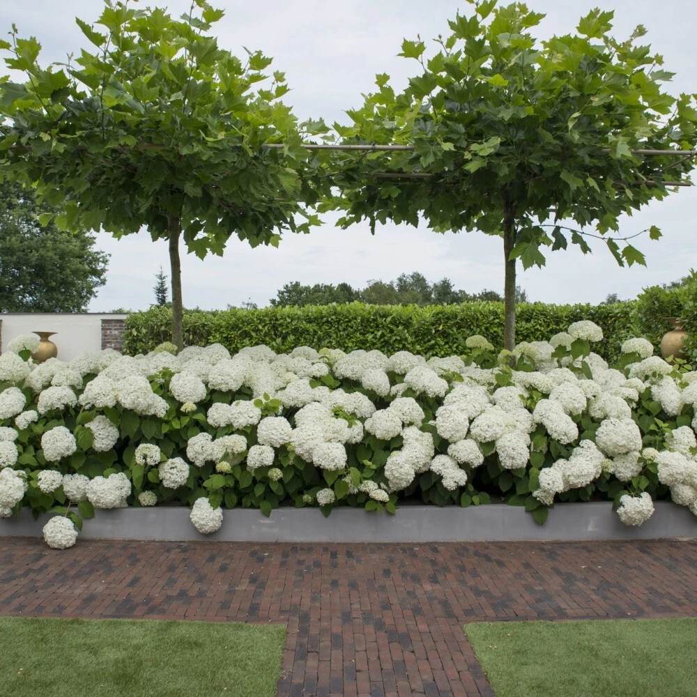Hydrangea strong annabelle deals