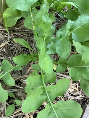 Rocket seeds ARUGULA Heirloom Heritage Variety QLD Grown OP & OG