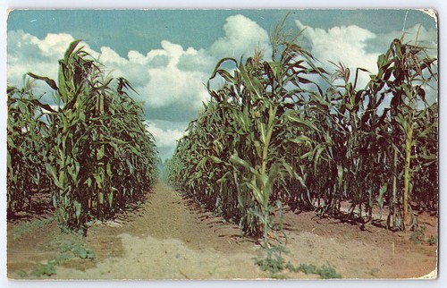 Vintage Postkarte Cornfield Rows Missouri 1950er John Adams 2 ¢ Briefmarke - Bild 1 von 2