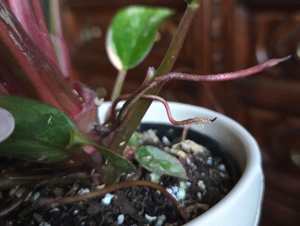 Rare  Philodendron Variegated Red Congo 17" Tall Aroid Not Monstera Anthurium  - Image 4 of 4