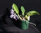 BLOOMING Orchid plant: Lc. Hina Murasakino '457', HO select — photo 3