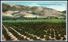 Postcard An Orange Grove near the Foothills, California.   I114