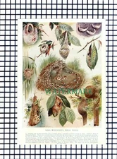 (7486) Unusual Birds Nests - c.1930s Print