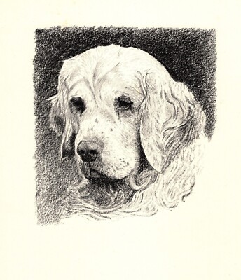 Antique Clumber Spaniel Print Sandringham Spark 1935 Wardle Art CFW 5779v