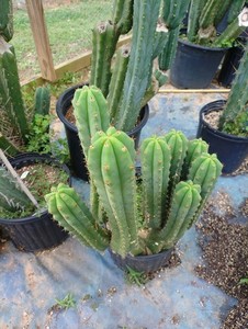 Wild Cactus | eBay